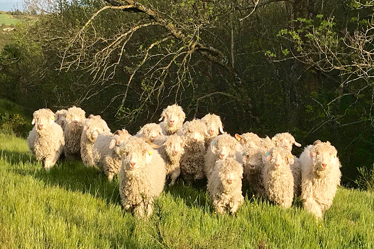 moutons à laine